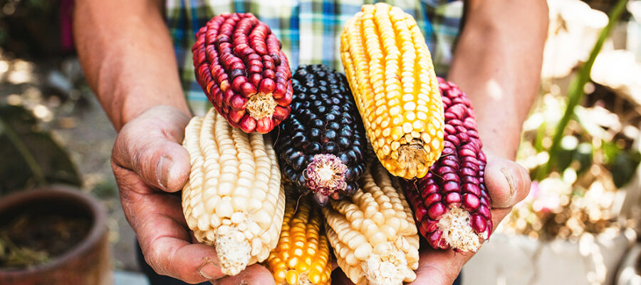 ingredientes mexicanos