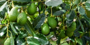 árbol de aguacate